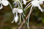 White fringed orchid